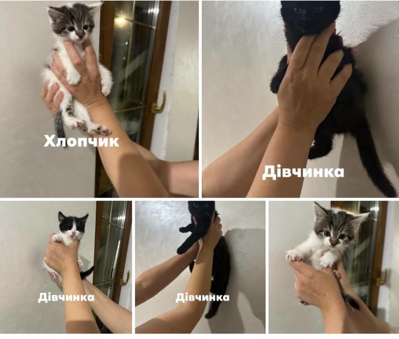 Кошенятка в хороші руки