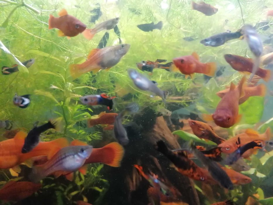 Rybki akwariowe mieczyki i molinezje