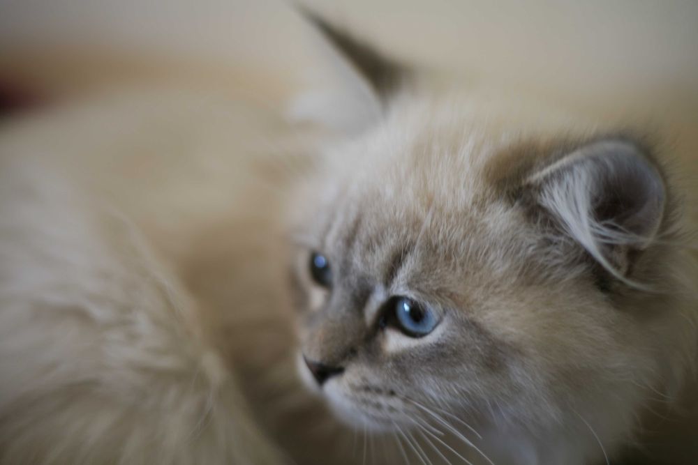 Kocurek Neva Masquarade