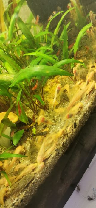 Glonojady żółte i czarne