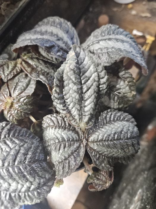 Pilea norfolk sadzonka