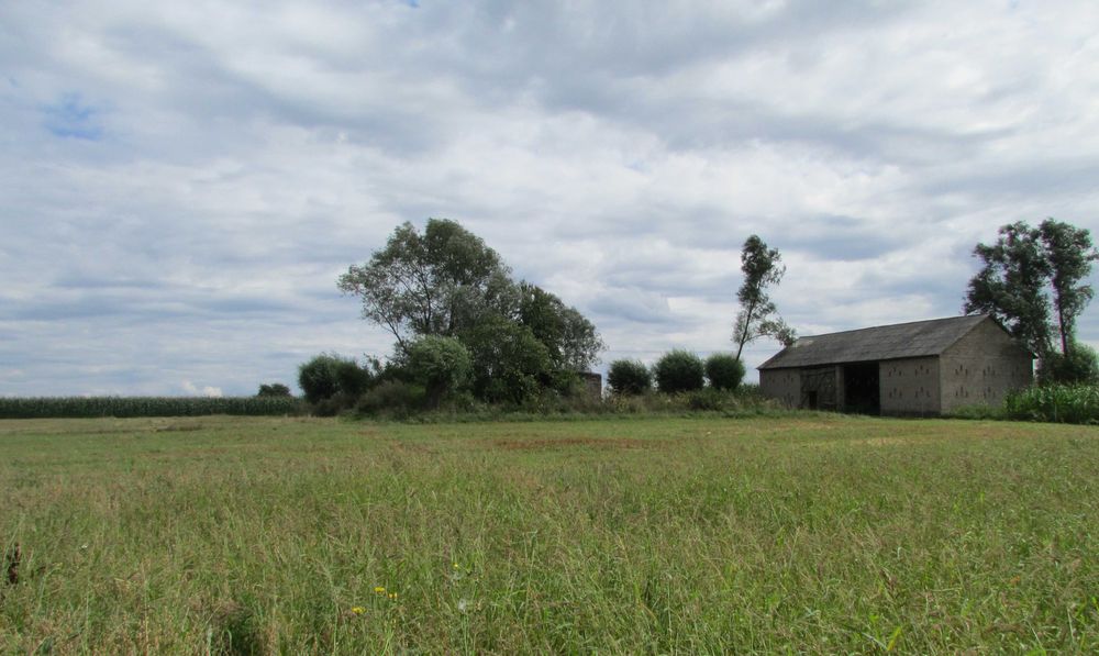 Działka siedliskowa 6,5 ha Brzozów A - Widok 2