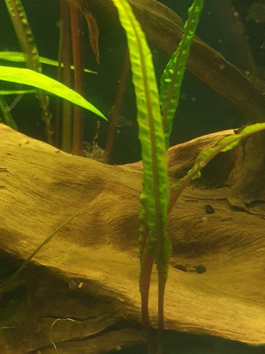 Cryptocoryne ładnie się prezentuje w akwarium