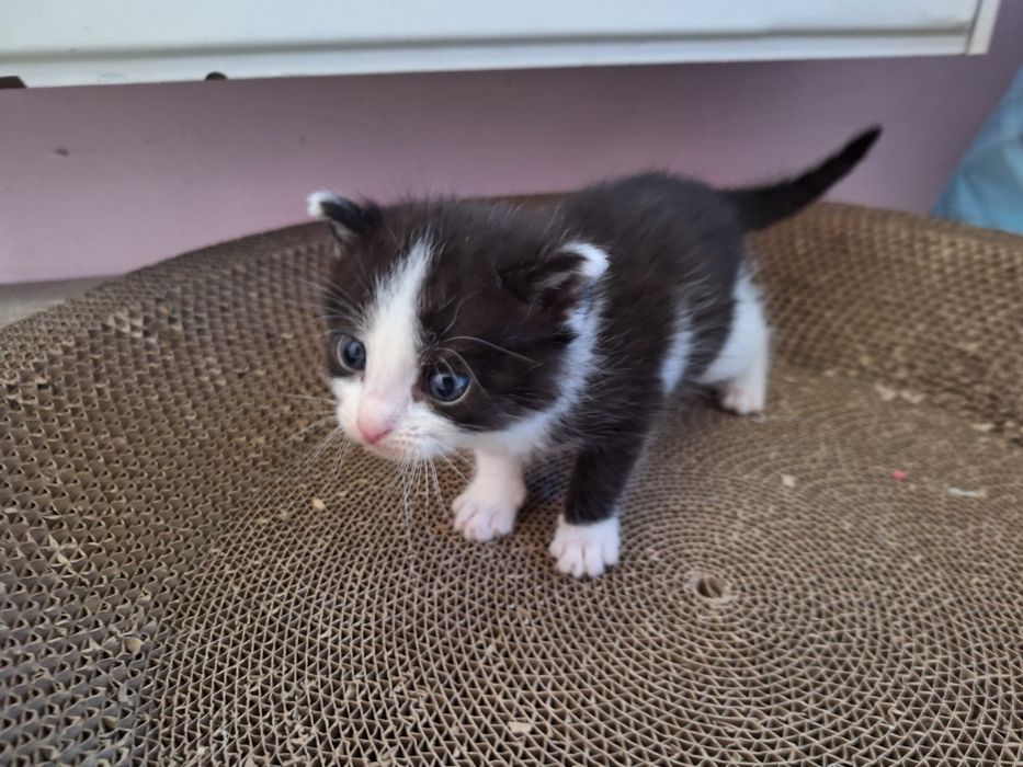 Kociak do adopcji