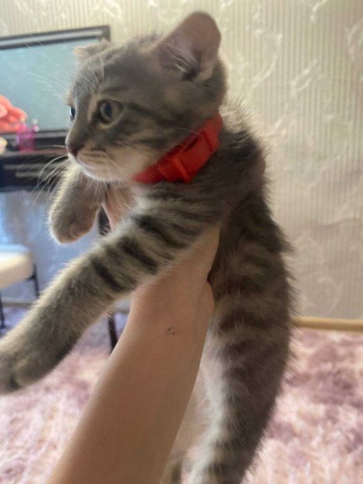 Віддам котика безкоштовно