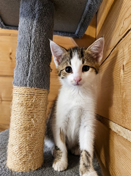 Kocurek do adopcji