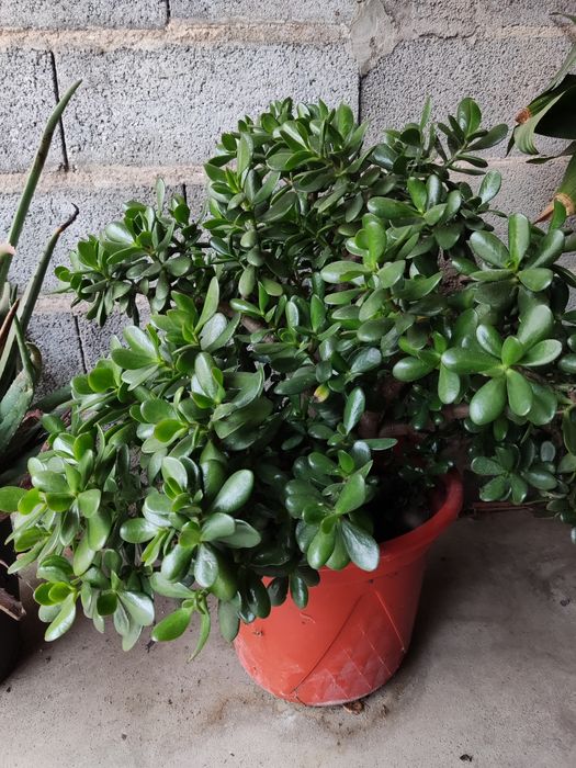 Diversas Suculentas em flor