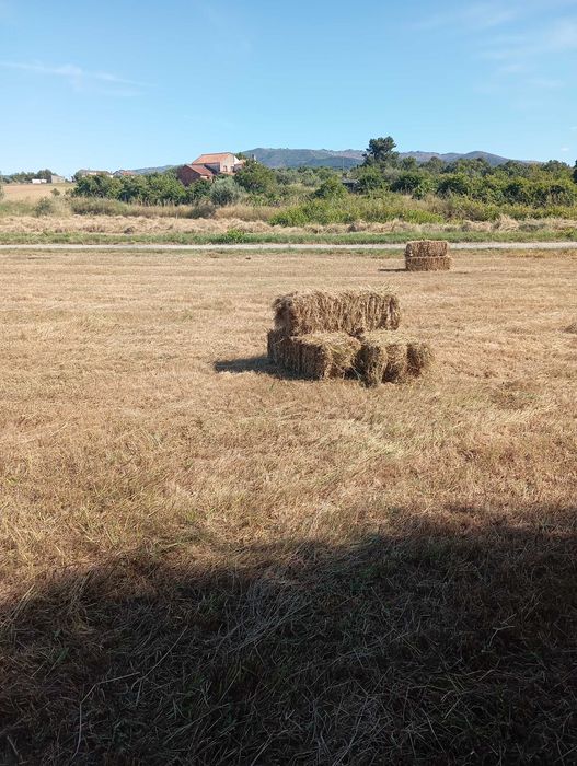 Feno 2026 rolos fardos pequenos