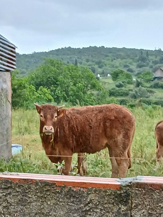 Vendo vitela limusine