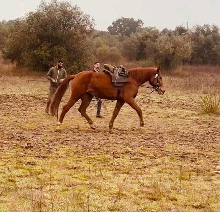 Égua alazã Cruzada com sangue árabe 5 anos