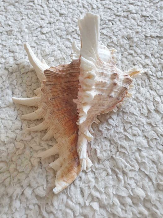 Três búzios/conchas