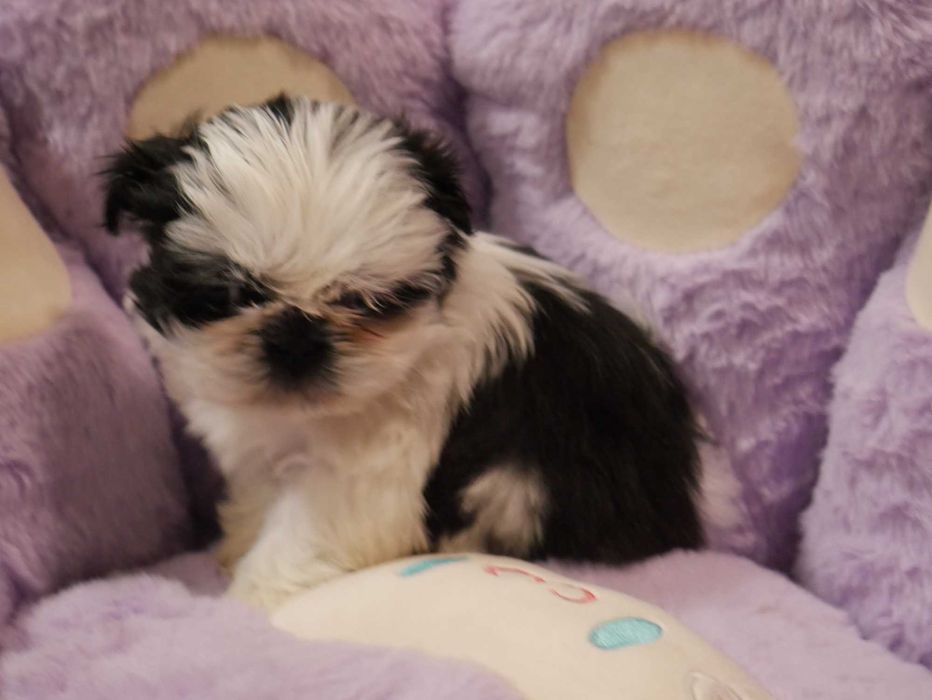 SHIH TZU -Mini Piesek