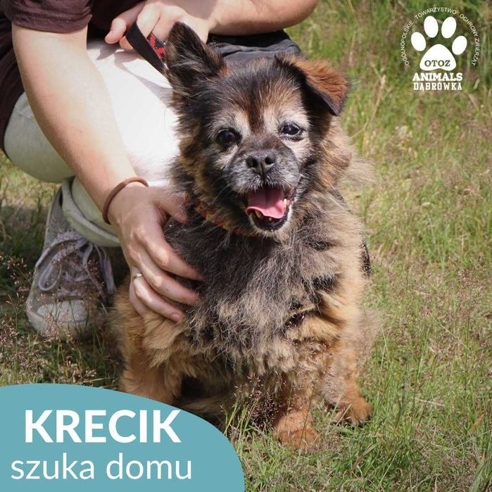 Krecik szuka domu!