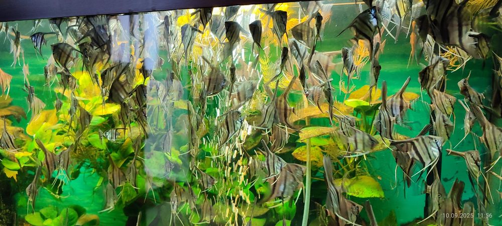 Скалярии разных размеров