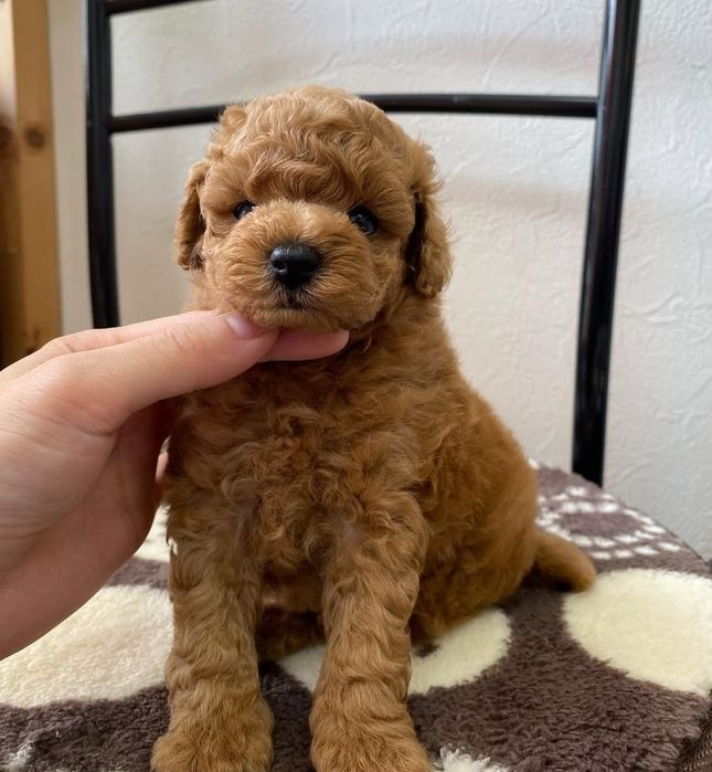 Той пудель гарна манюня