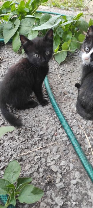 Подарую кошенята.