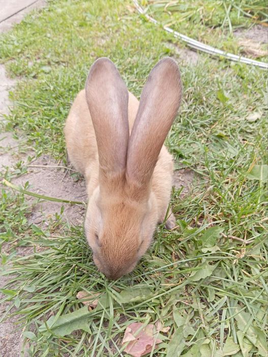 Кролі молоді домашні