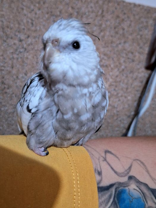 Nimfy ręcznie karmione