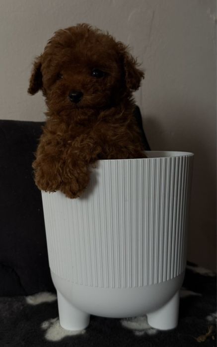 Детки той пудель