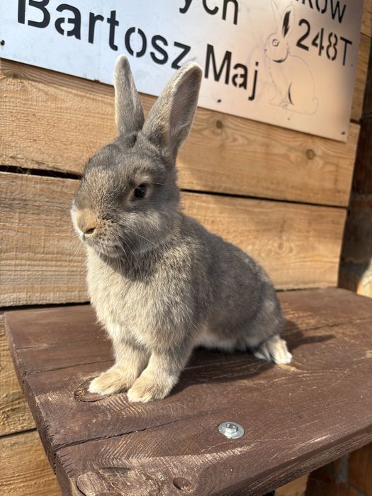 Wiedeński Niebiesko Szary Samczyk