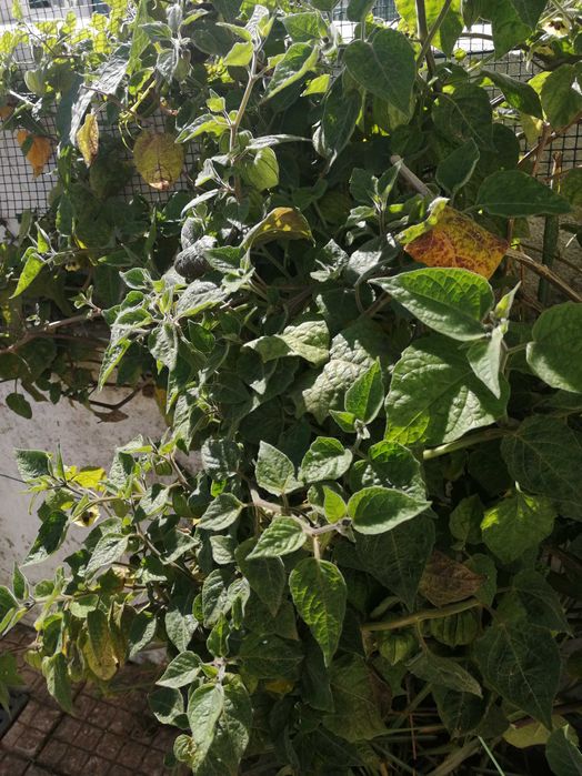 Várias Plantas, Arvores de fruto e Sementes