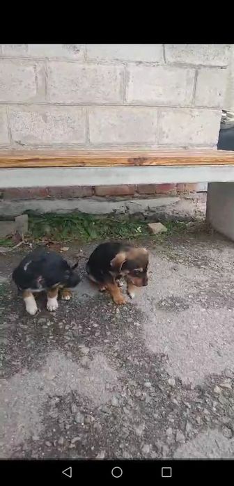 Песик щеня в добрі руки