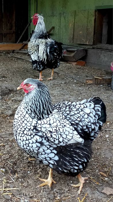 Інкубаційне яйце Віандот срібло