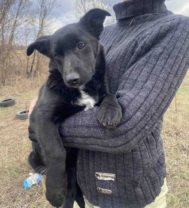 Бесплатно в добрые руки охрана.Щенок шесть месяцев.