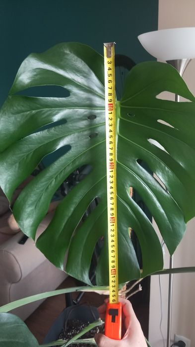 Monstera deliciosa