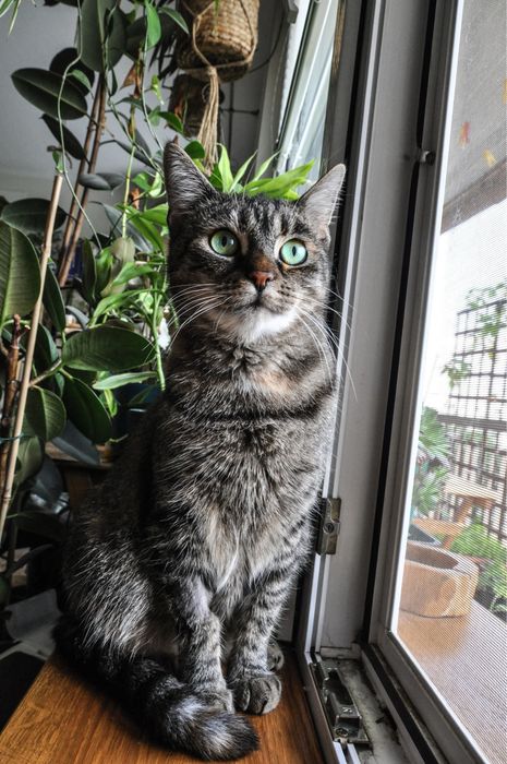 Kochana kotka o wielkich zielonych oczach szuka domu