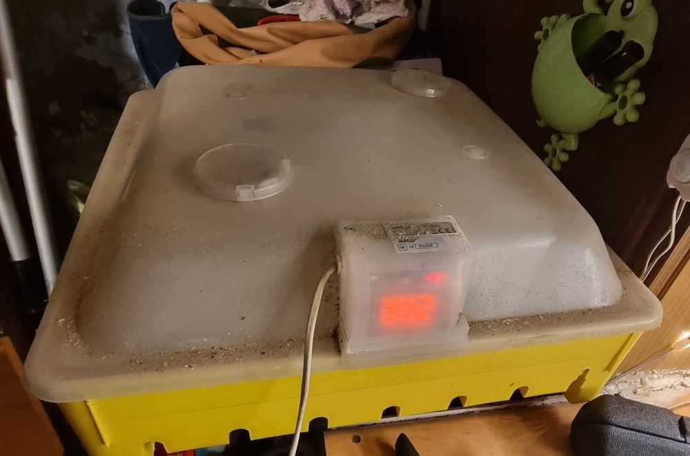 Inkubator jaj . Widoczny moduł z cyfrowym wyświetlaczem LED pokazuje aktualną temperaturę wewnątrz komory (ustawioną standardowo na 37,8°C).