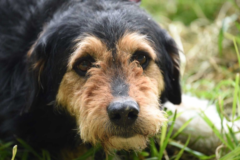 Guliwer - 4-letni piesek do adopcji