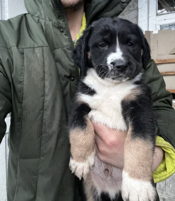 Щенки алабая (САО) метис