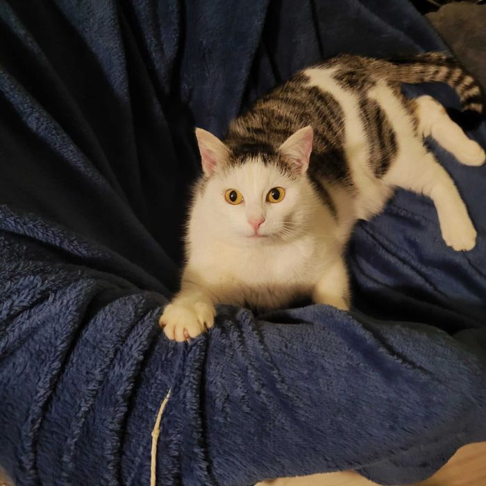 Kotka Jagusia - wdzięczna, łagodna, kanapowiec :)