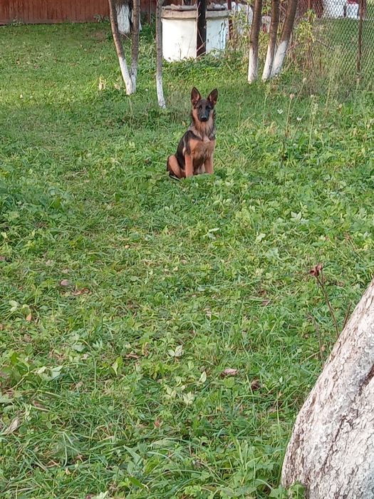 Продам німецьку вівчарку,дівчинку.