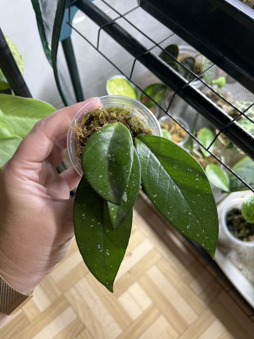 Hoya carnosa hoja