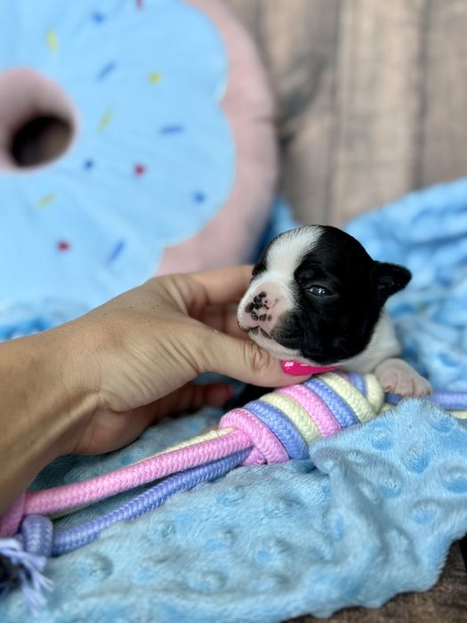Boston Terrier piesek Zazu