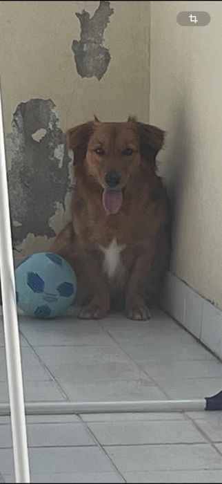 A carlota procura o seu”Felizes para sempre