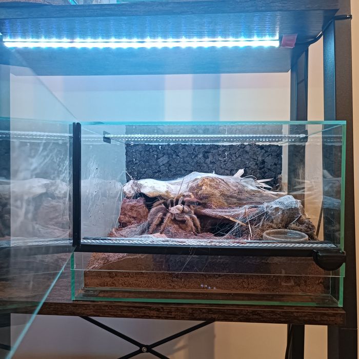 Aphonopelma Chalcodes