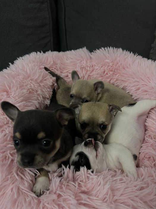 Szczenie rasy chihuahua