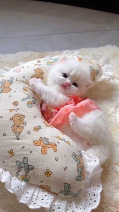 Британська короткошерстна біленька дівчинка