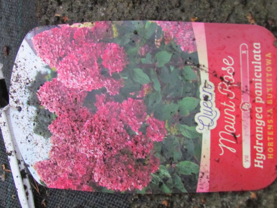 HORTENSJA Hydrangea  -  RÓŻANECZNIK Rhododendron  Lilak - Doniczka p-9