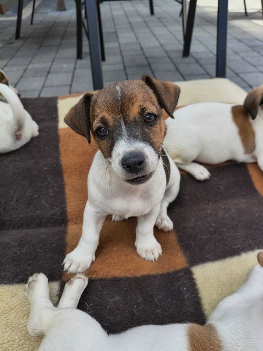 Jack Russell Terrier Suczka