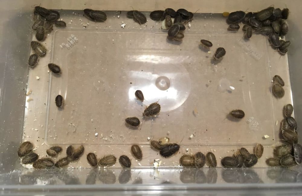 Karaczany argentyńskie 1-2cm dubia karmówka dla gekon/ptasznik/pająk