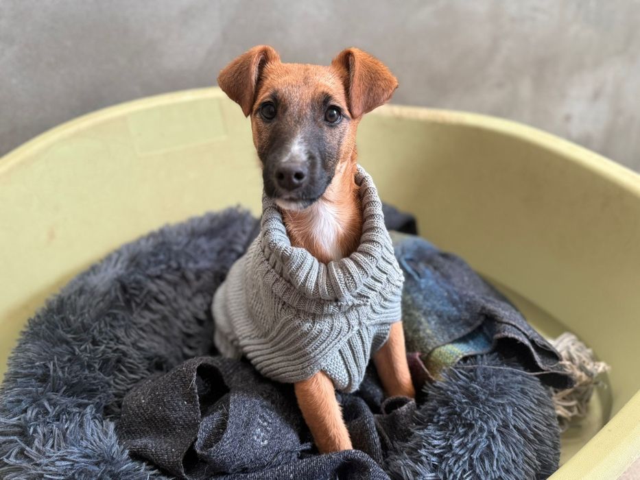 Para adoção, Berenice