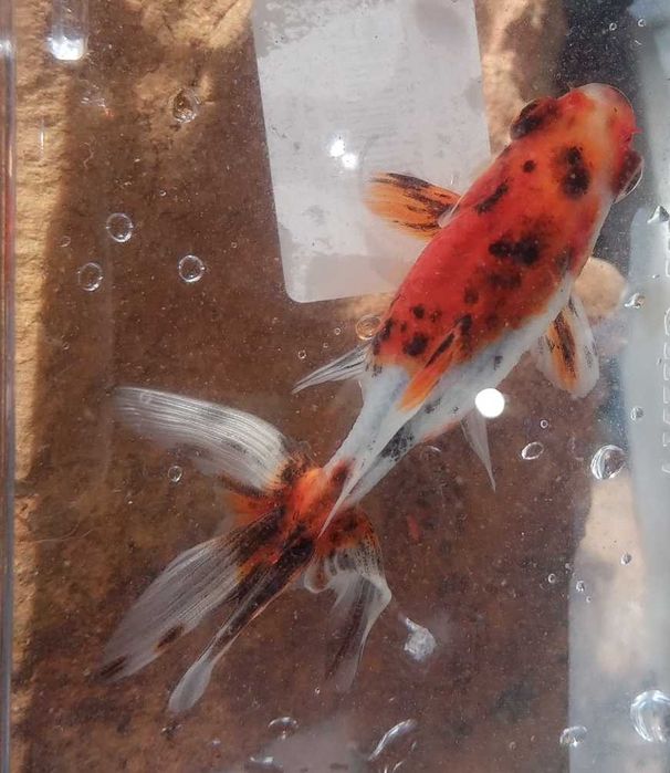 Wakin (Peixe dourado do Japão) 9cm Agua Fria