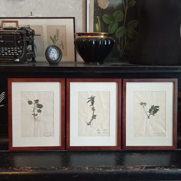 Herbarium secesyjne zielnik antyk