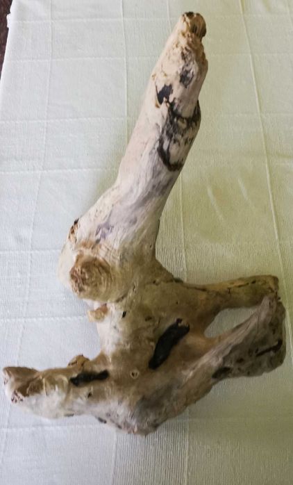 Korzeń do terrarium naturalny