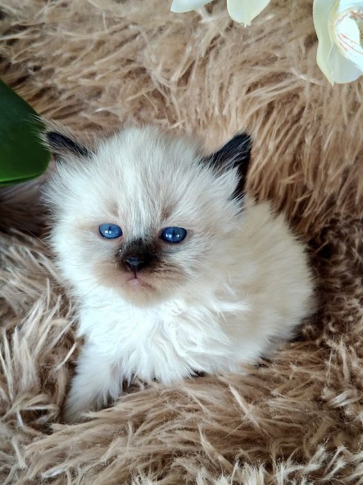 Kotka Neva Masquerade SIB n 33