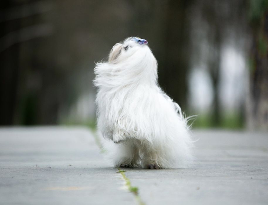 Хлопчик мальтезе КСУ в'язка